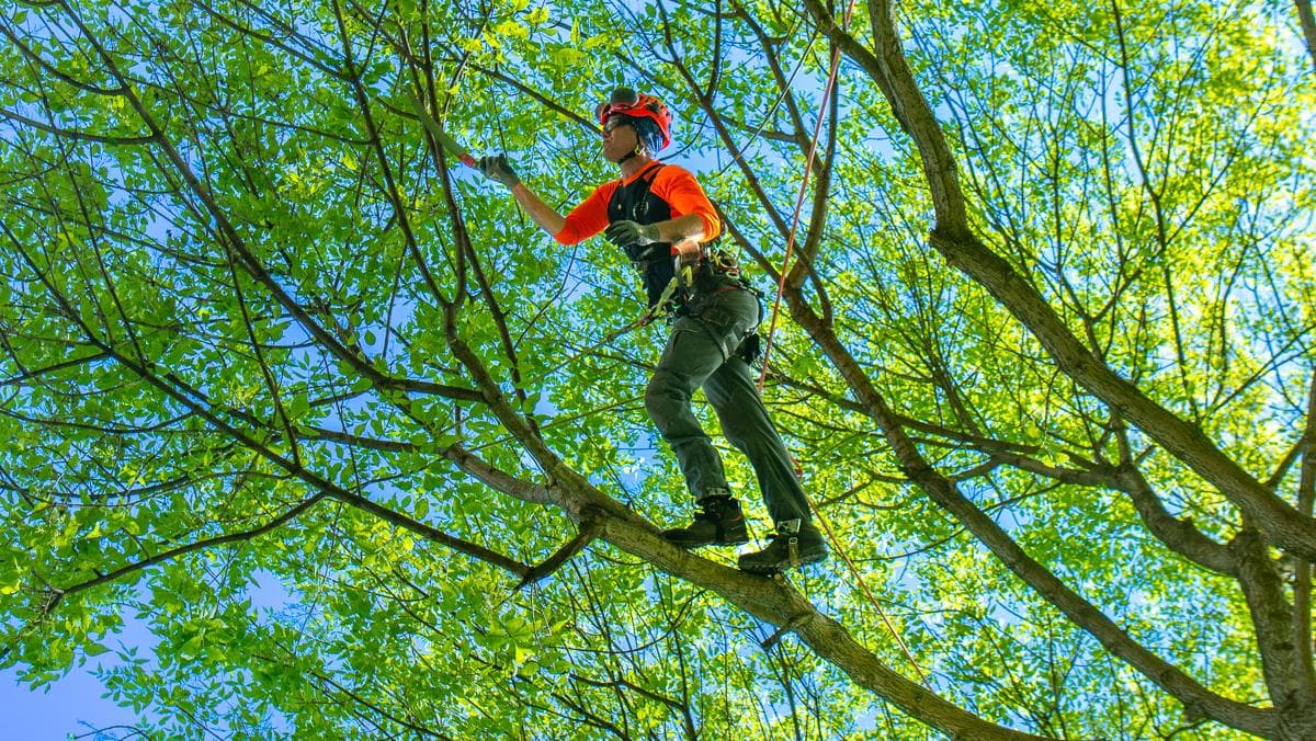 Tree Trimming And Pruning Project 1