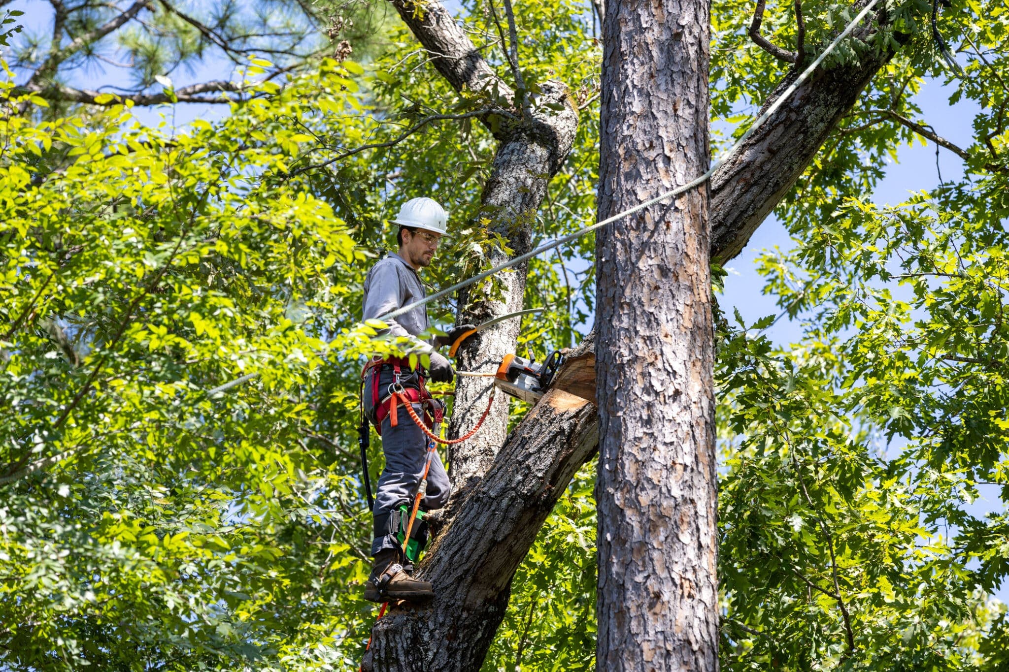 Tree Trimming And Pruning Project 2