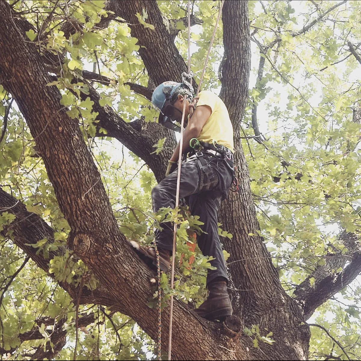 Tree Trimming And Pruning Project 3