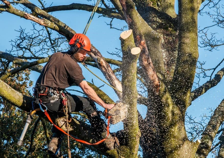 Tree Trimming And Pruning Project 4